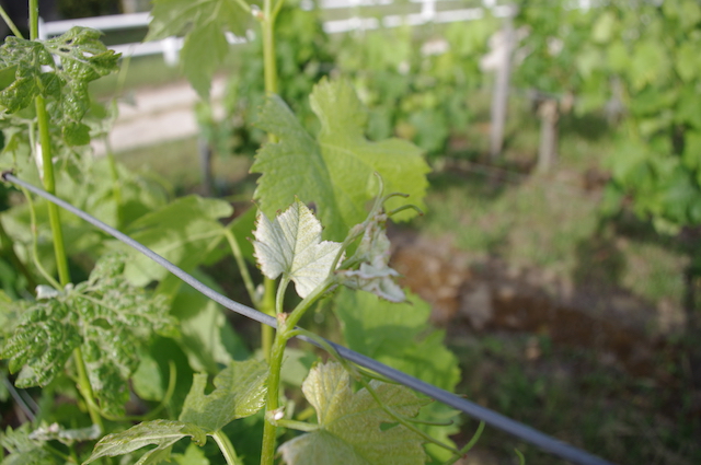 feuille-vigne-durable-agriculture-hve